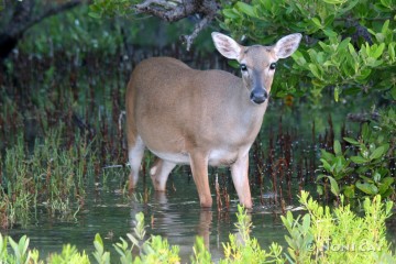 Pregnant Key Deer