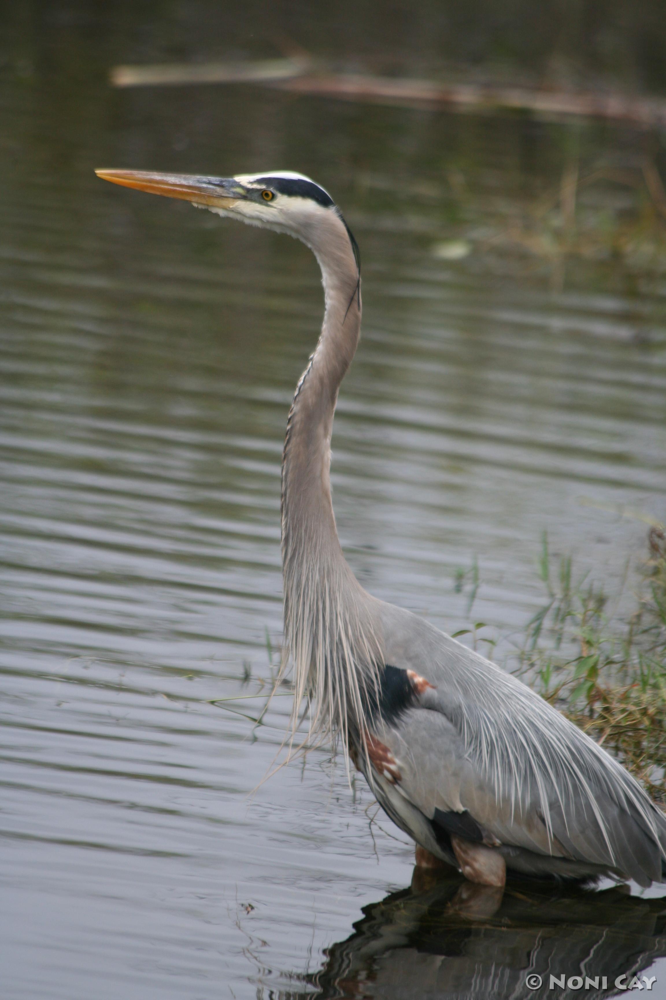 The Purple Gallunule, The Anhinga Lovers And The Great Blue Heron 