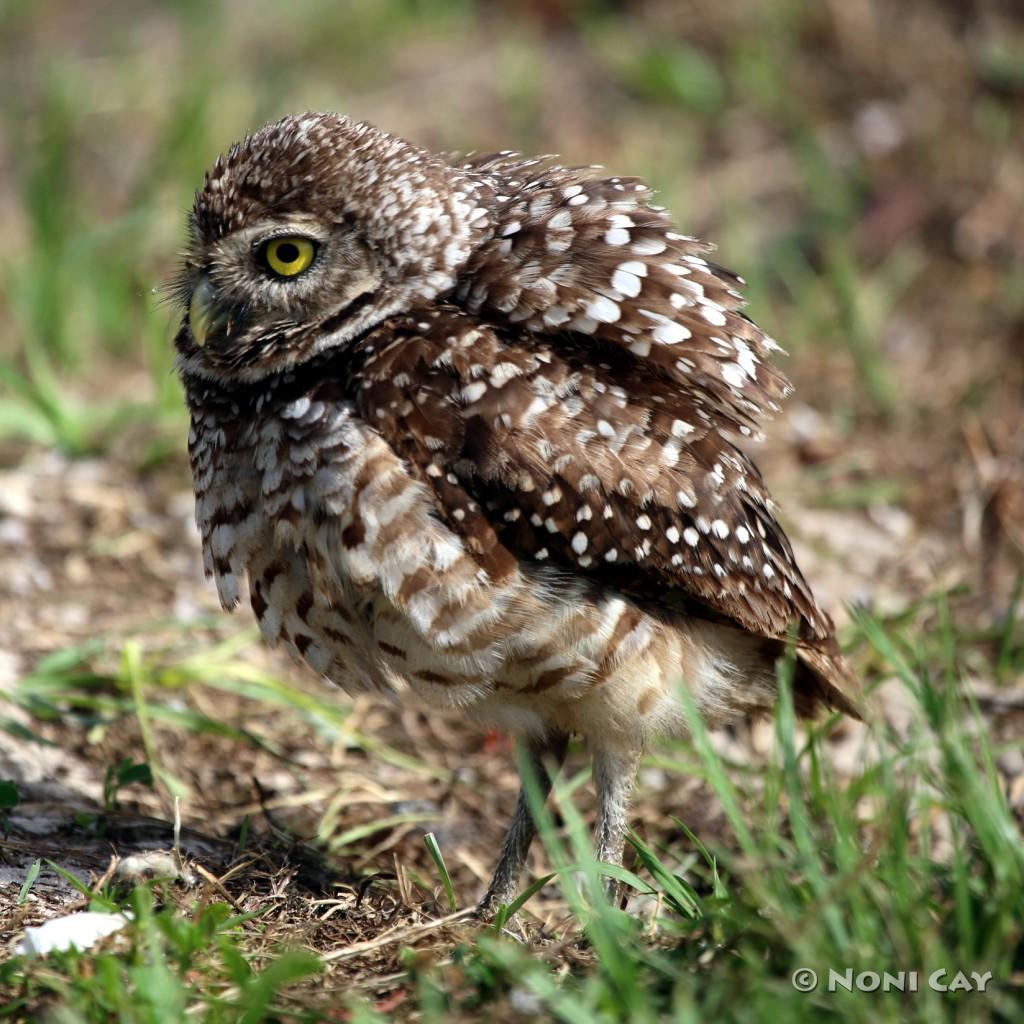 Burrowing Owls | Noni Cay Photography