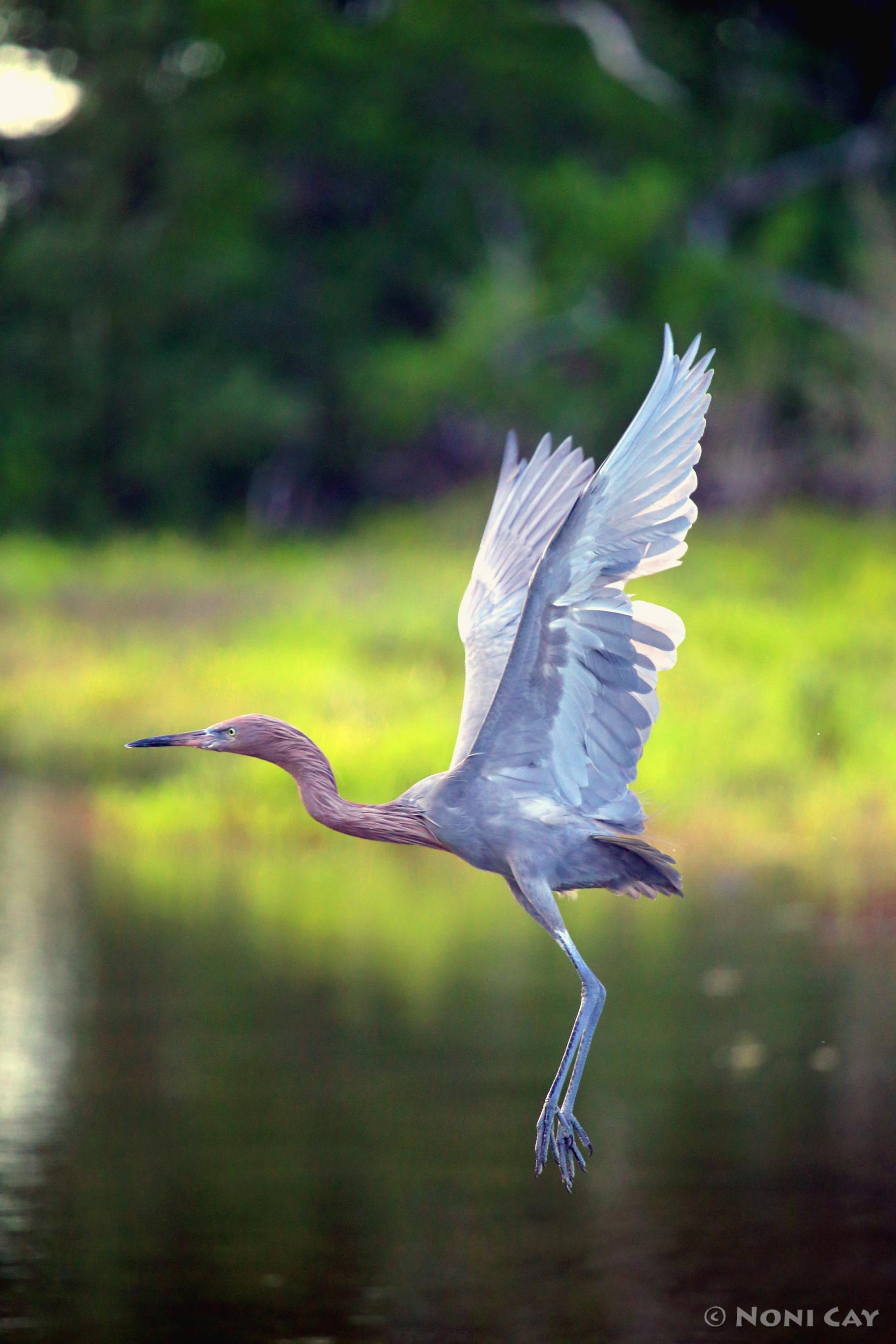 water-birds-noni-cay-photography