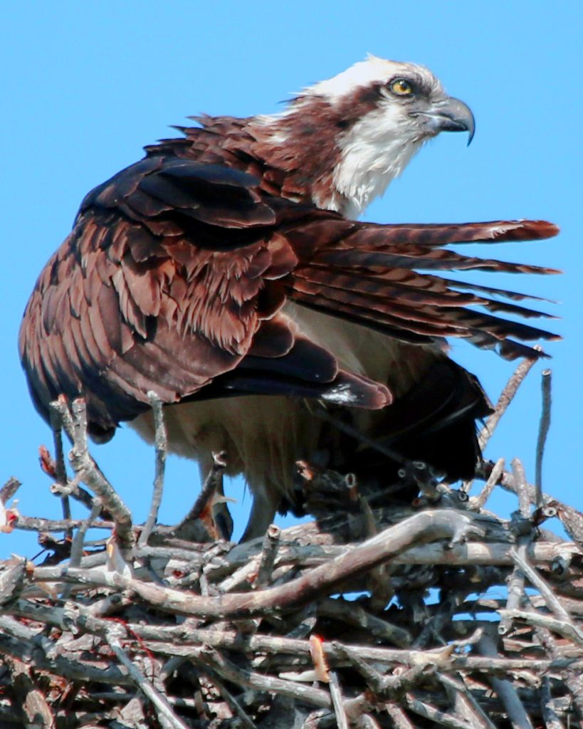 osprey land for sale