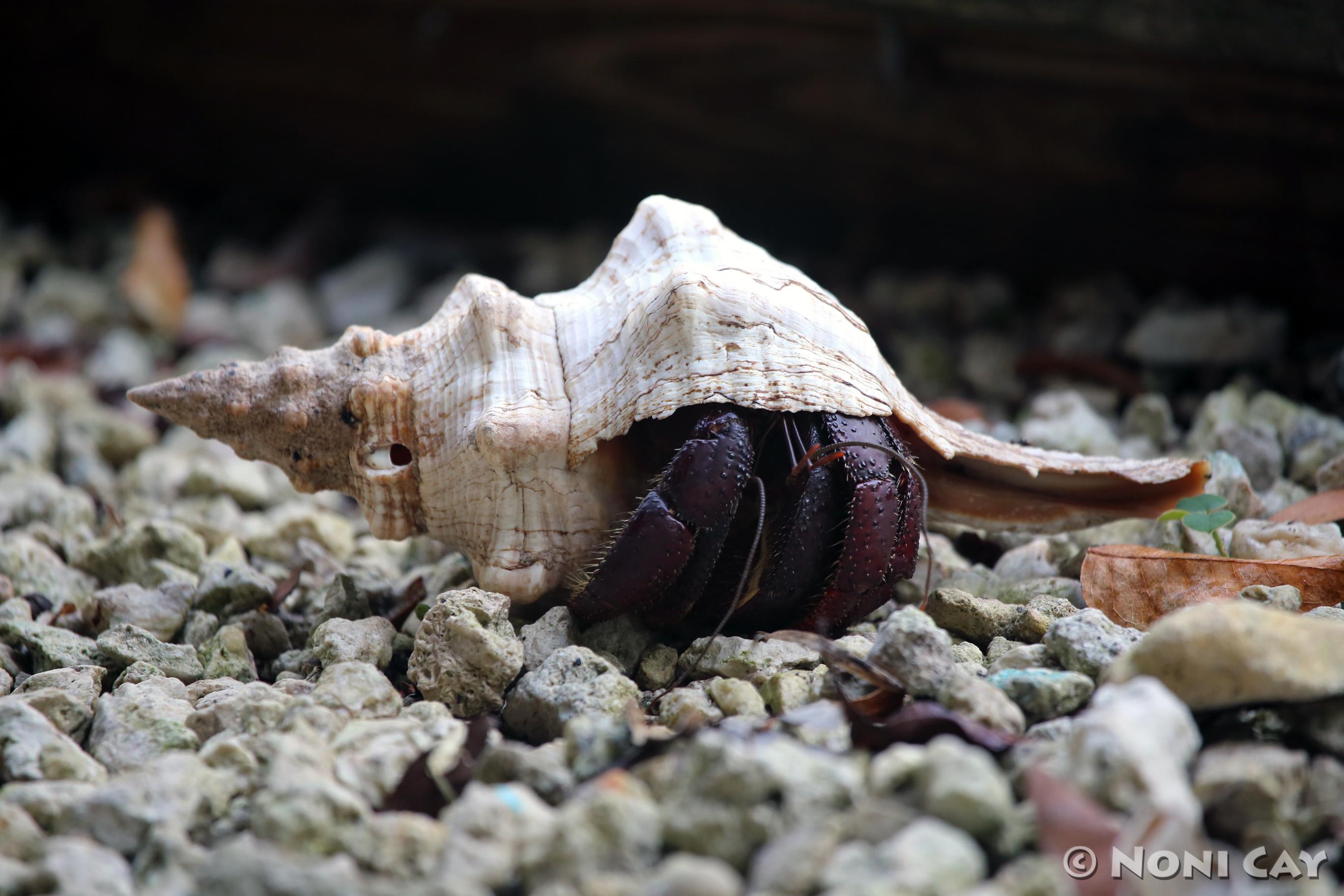 The Hermit Crab | Noni Cay Photography