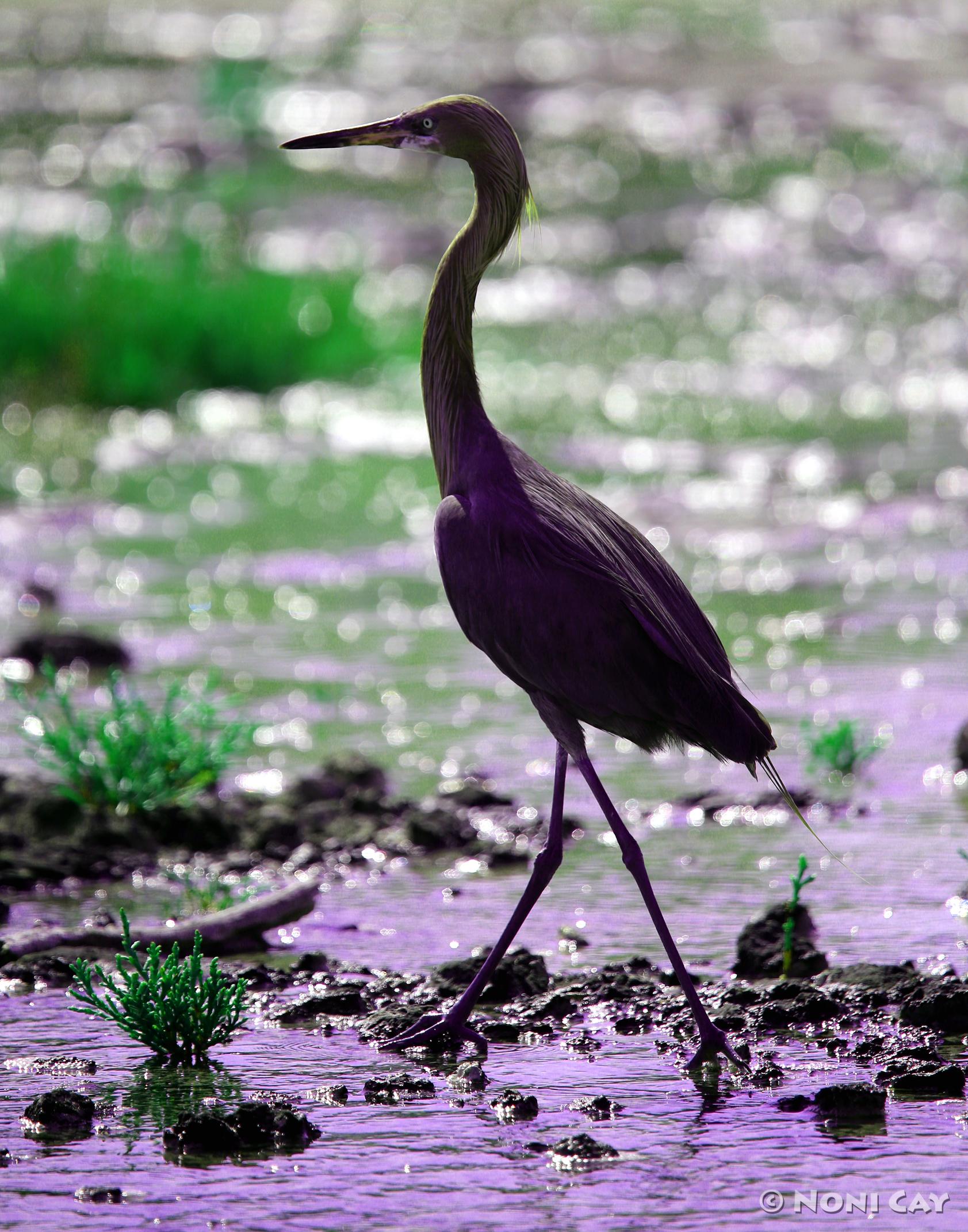 reddish-egrets-noni-cay-photography