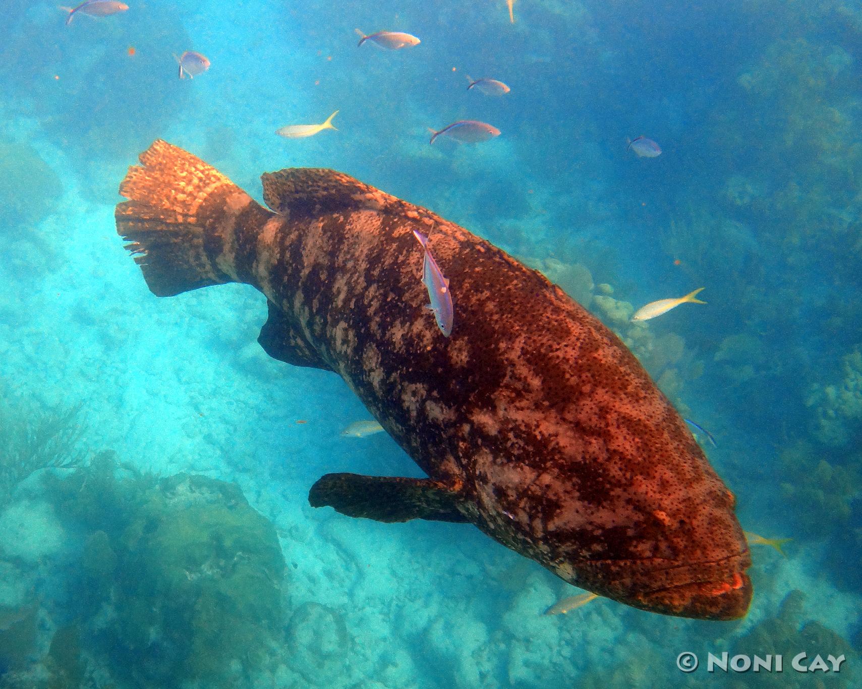 Swimming With The Atlantic Goliath Grouper Looe Key Reef Off Big Pine Noni Cay Photography