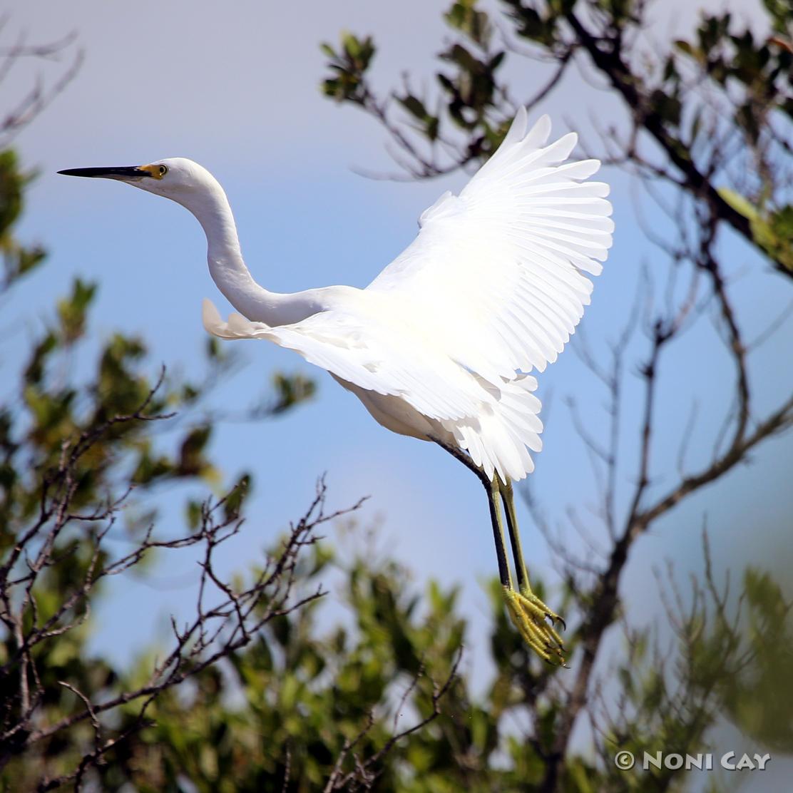 Water Birds | Noni Cay Photography