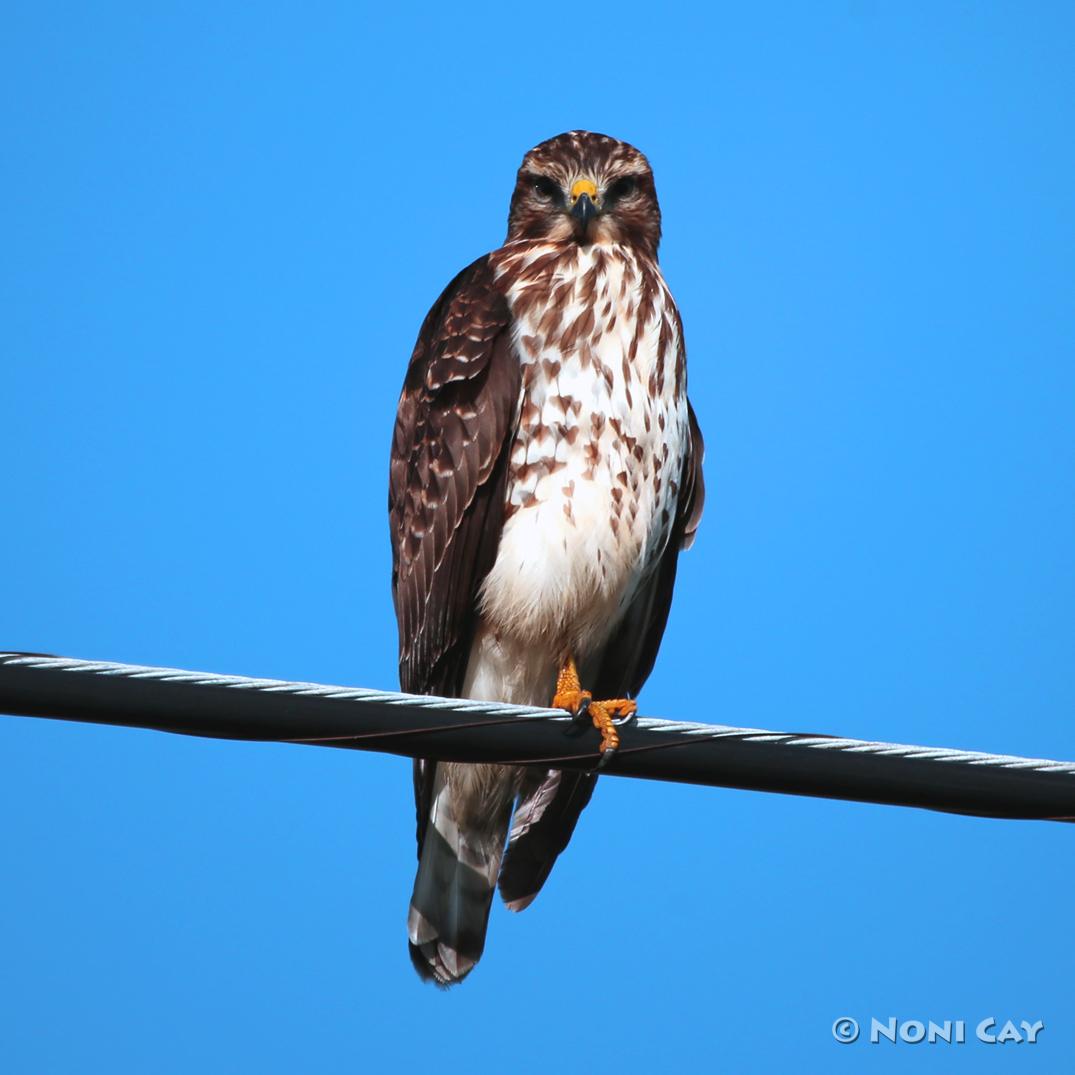 Birds of Prey | Noni Cay Photography