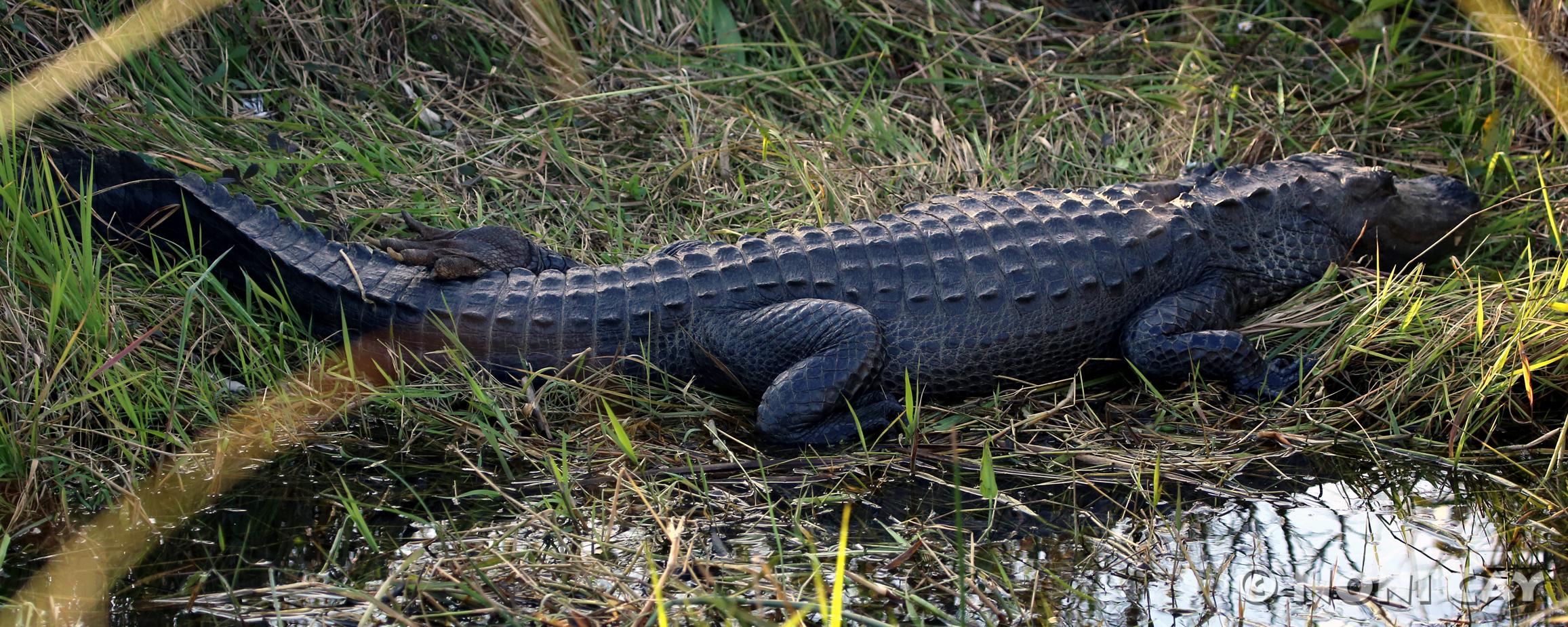 Reptiles of Florida | Noni Cay Photography