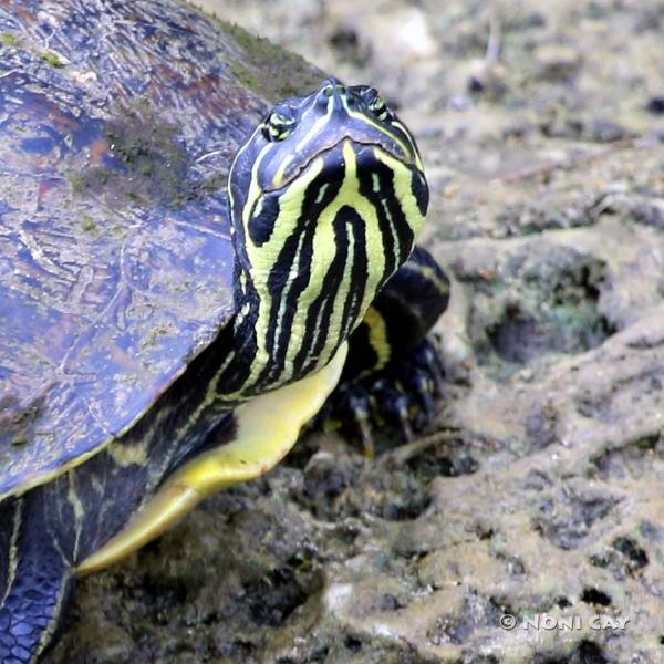 Yellow-bellied Slider | Noni Cay Photography