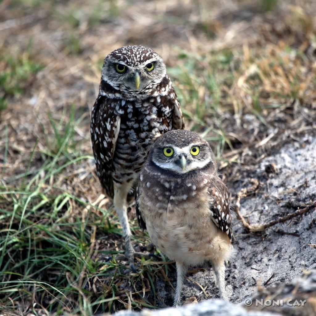 Florida’s Burrowing Owls | Noni Cay Photography