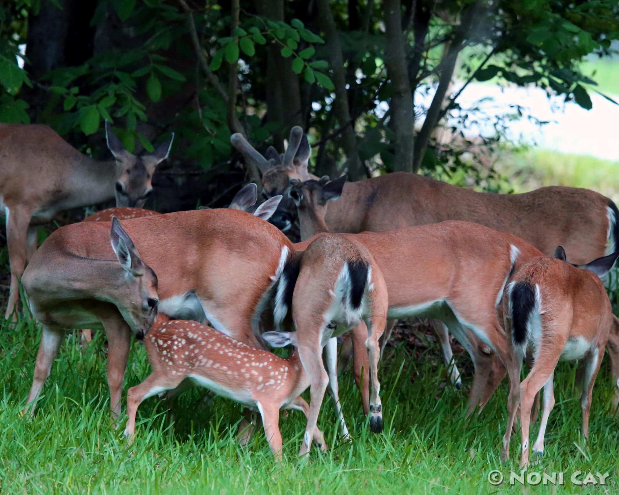 Key Deer Out and About | Noni Cay Photography