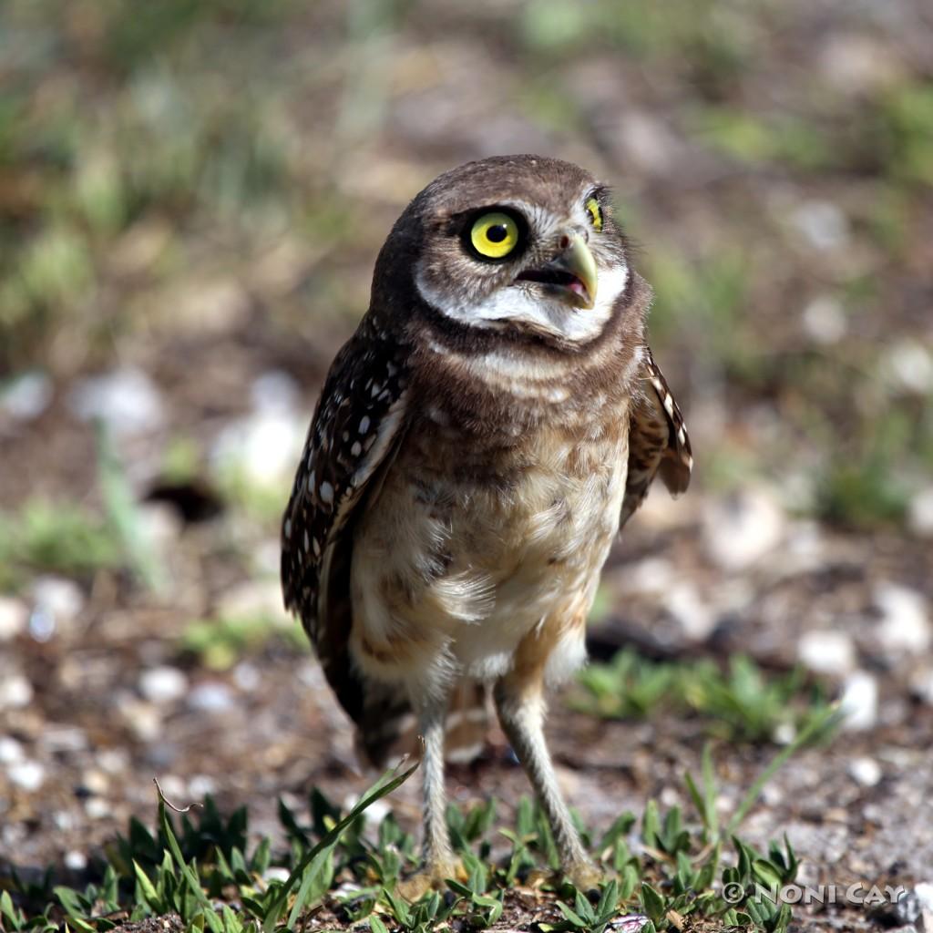 Burrowing Owls | Noni Cay Photography