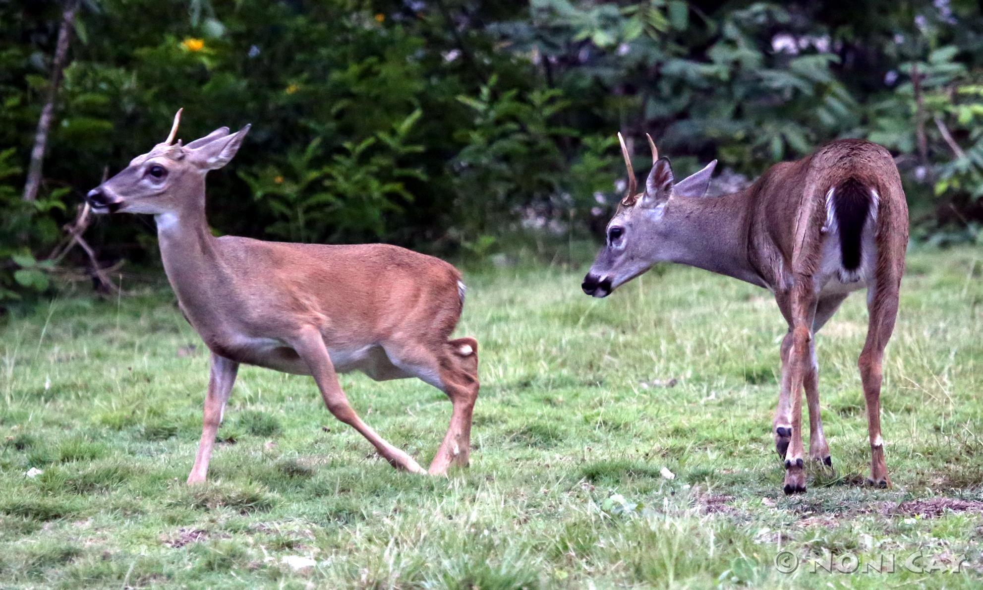 Key Deer | Noni Cay Photography