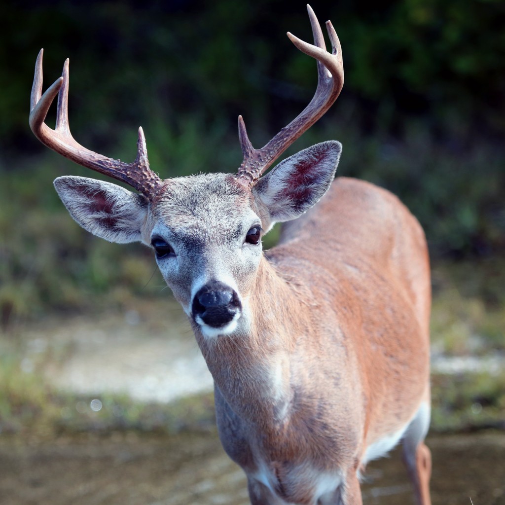 Key Deer | Noni Cay Photography